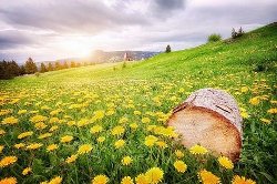 火树银花资料｜火树银花图片